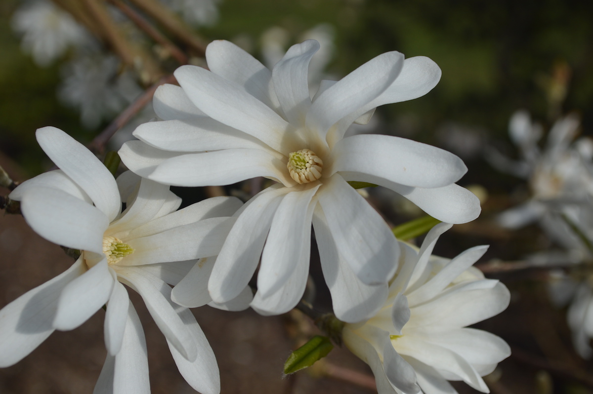 stellata